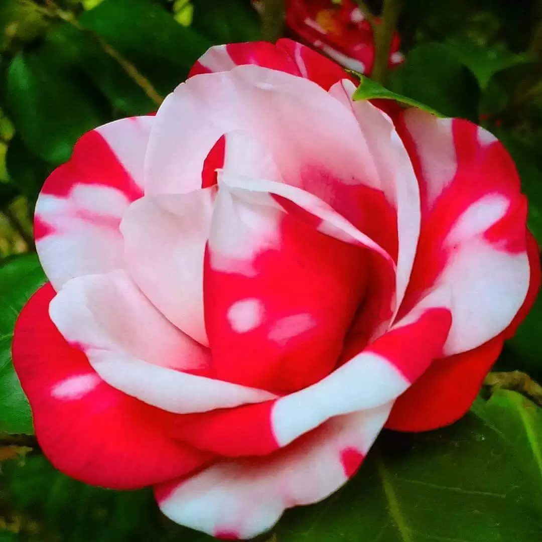 CẠN THƯƠNG