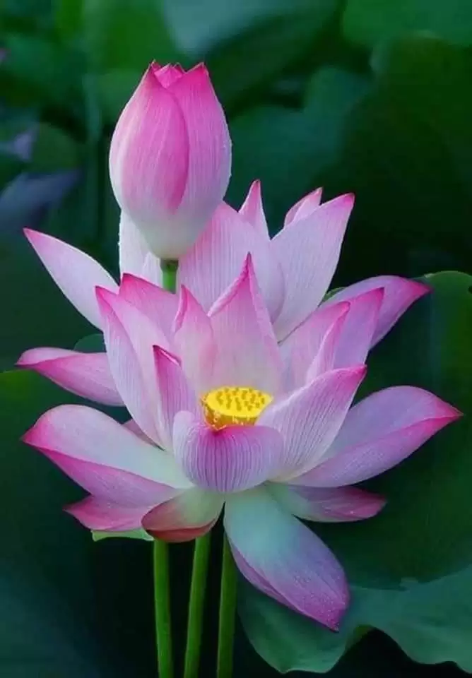 CHUYỆN THẾ NHÂN