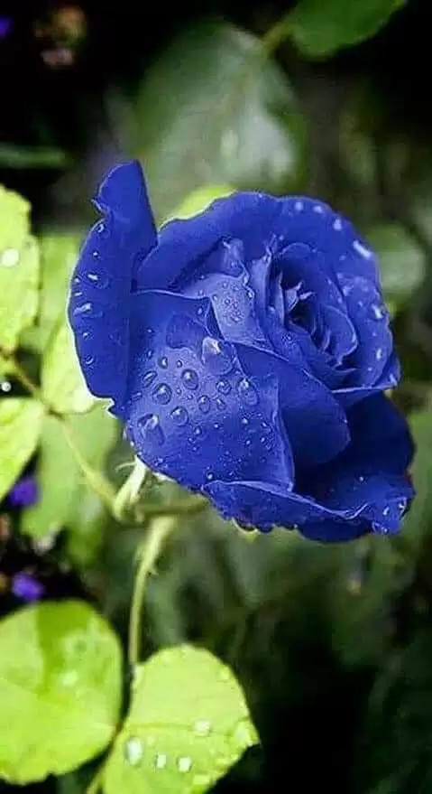 ĐỜI TỪNG CÓ NHAU