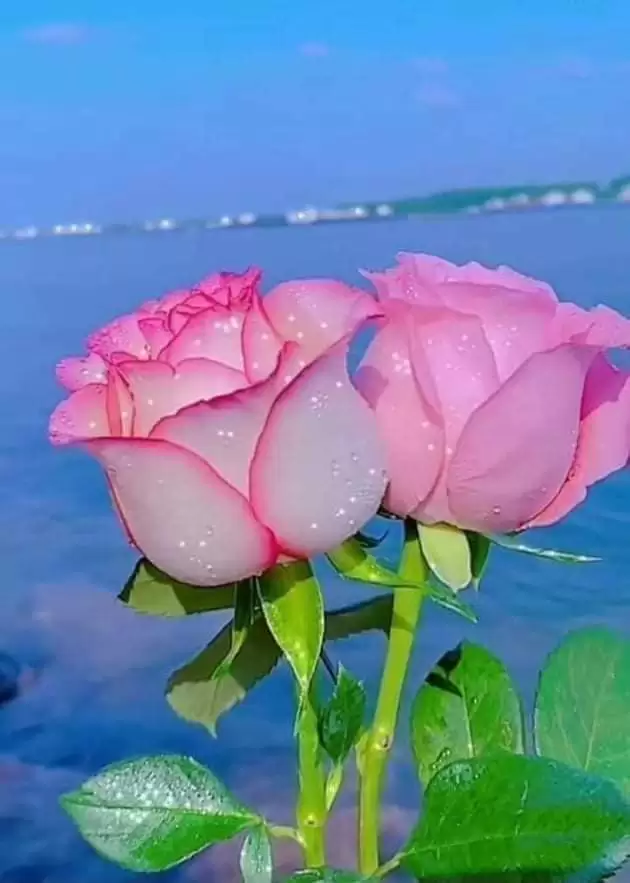 GIẤU