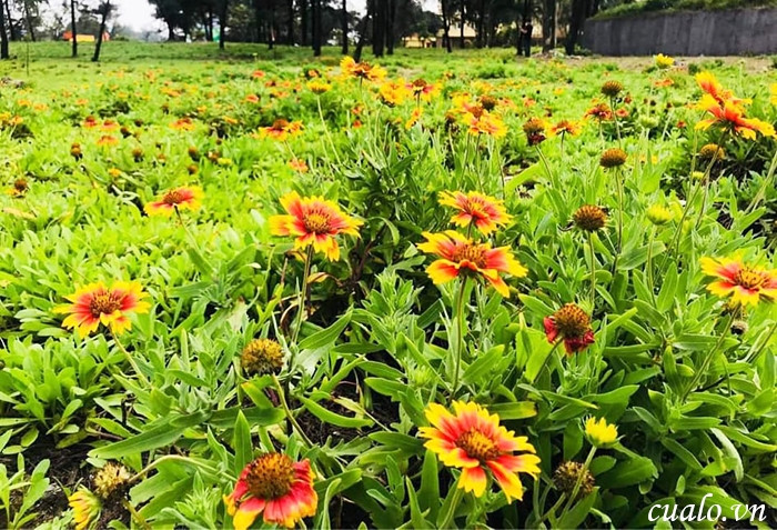 Hoa Cúc Biển
