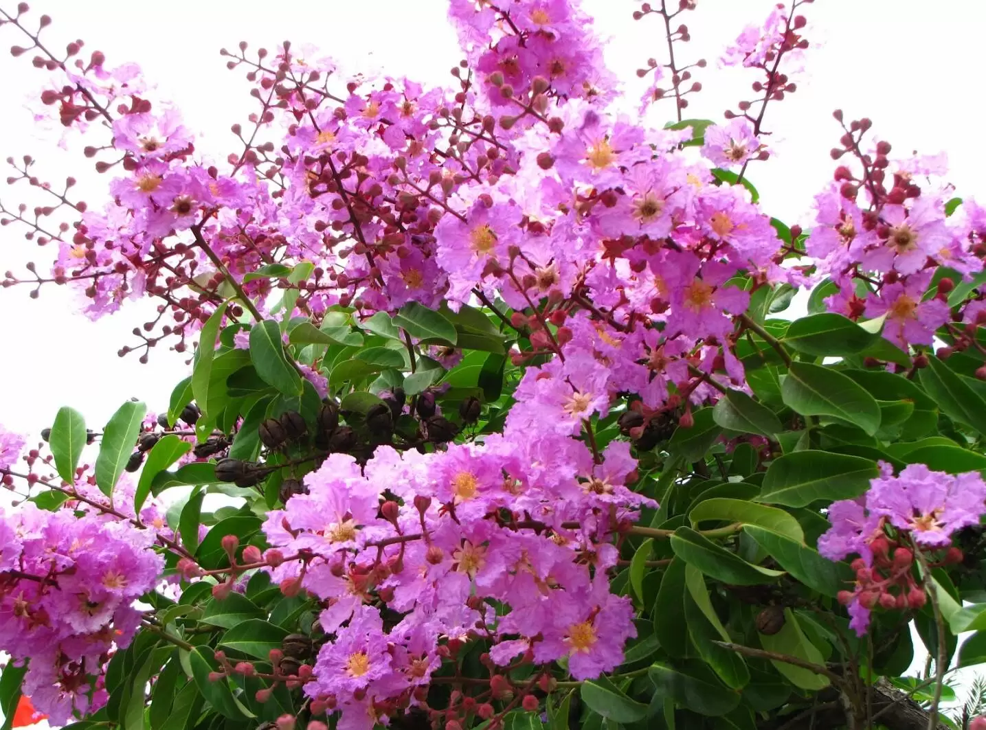 KHOẢNG TRỜI ẤY MƯA RƠI
