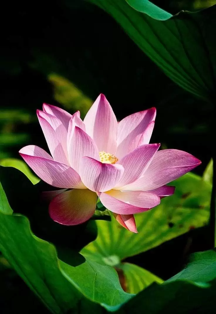 MƯA BUỒN CỨ LẶNG LẼ RƠI