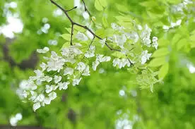 Mùa Hoa Sưa Dấu Yêu
