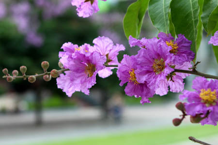 Nắng Bằng Lăng