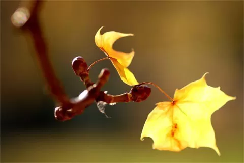 Ngày Con Về …