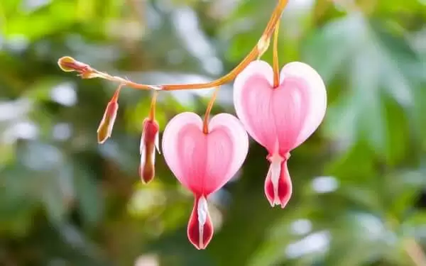 NGƯỜI LẠ TỪNG YÊU