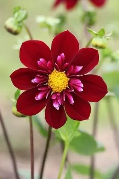 NHỚ MỘT NGƯỜI