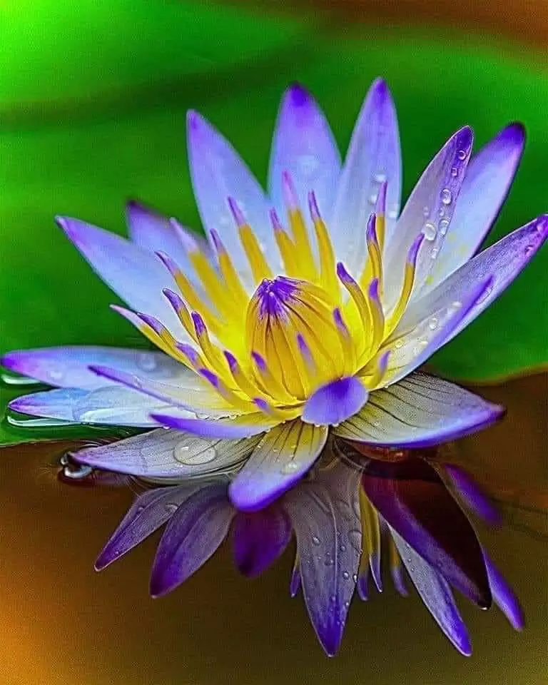 QUÊN Và NHỚ