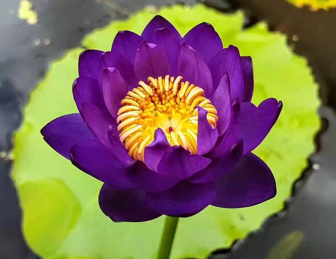 TA VỀ