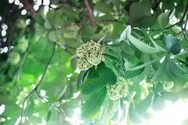 Tháng 10