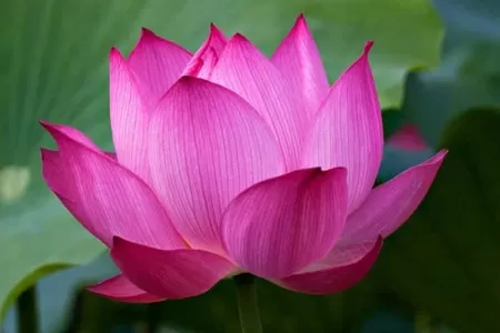 Tiễn Đưa Người Lần Cuối