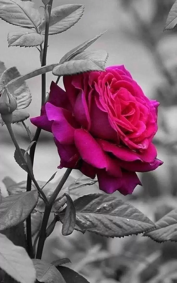TÌNH ĐÃ VƯỢT ĐỈNH SẦU