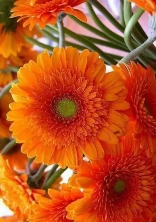 XIN MỘT LẦN ĐƯỢC ÔM TRỌN VÒNG TAY !